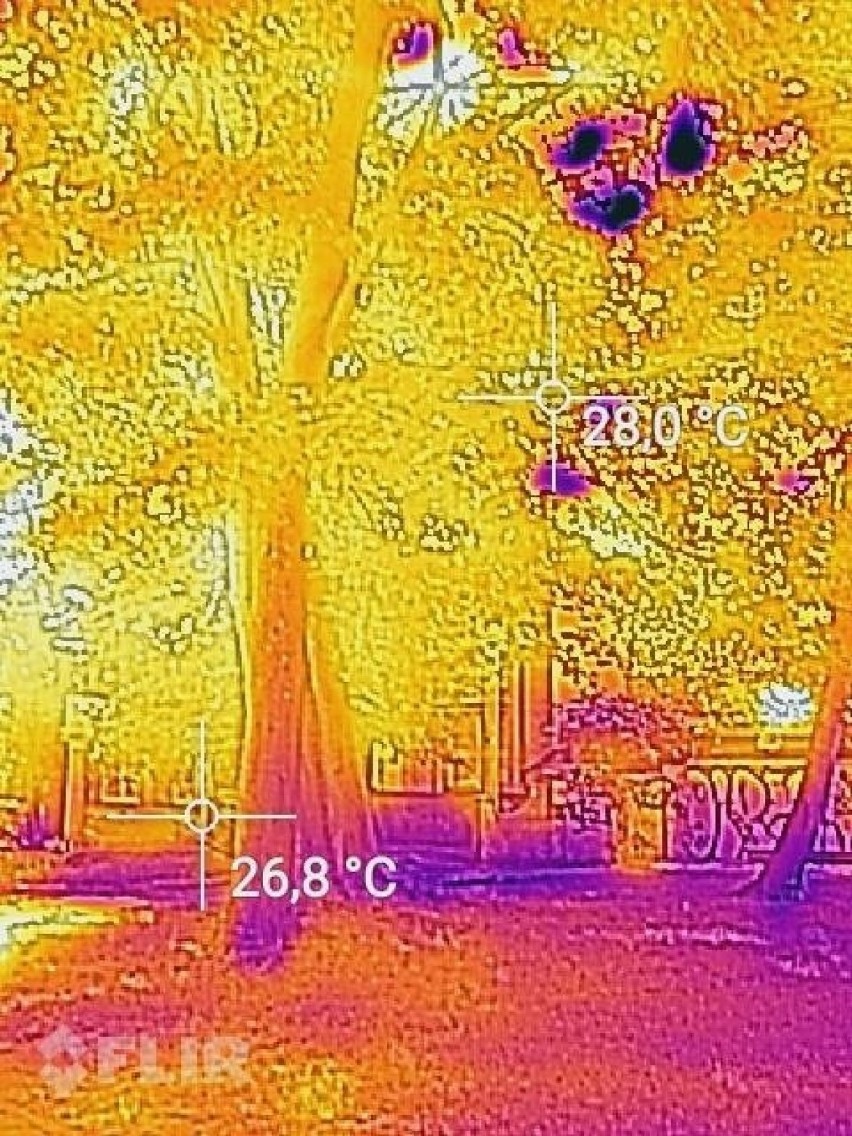 Upały w Opolu. Temperatura w cieniu drzew w okolicy kościoła...