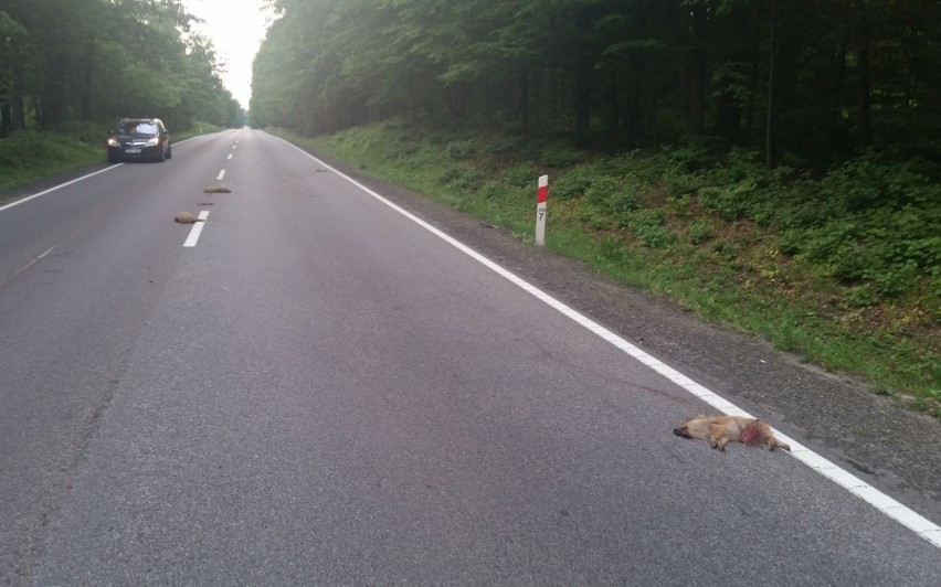 10 martwych dzików n DK 20 w Borczu, 5.07.2015