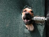 Ul. Probostwo: Agresywny pies atakuje na osiedlu