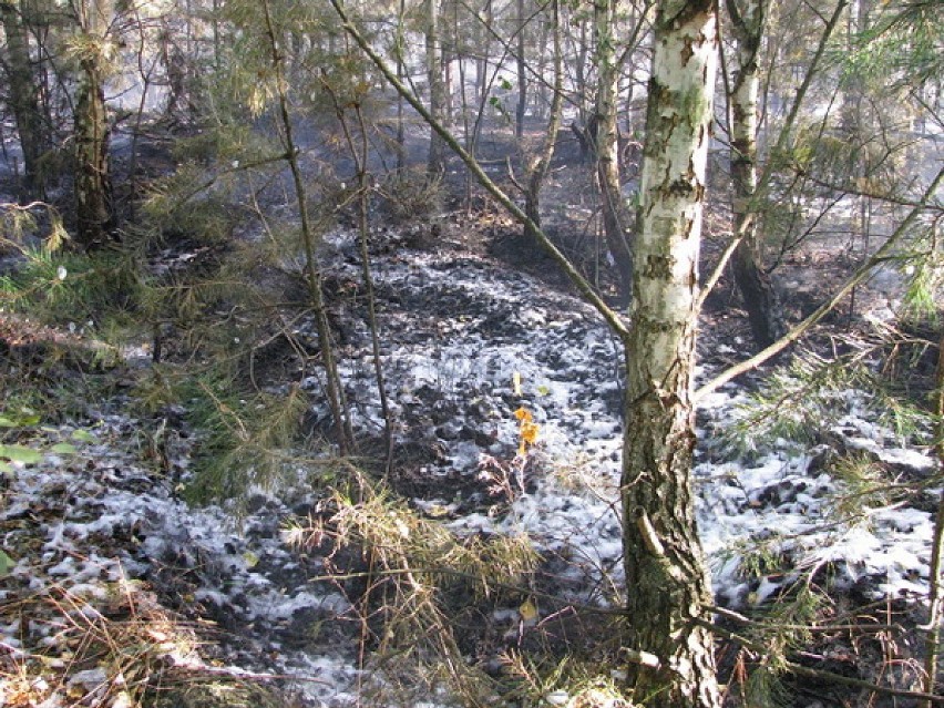 Pożar lasu w Rokutowie