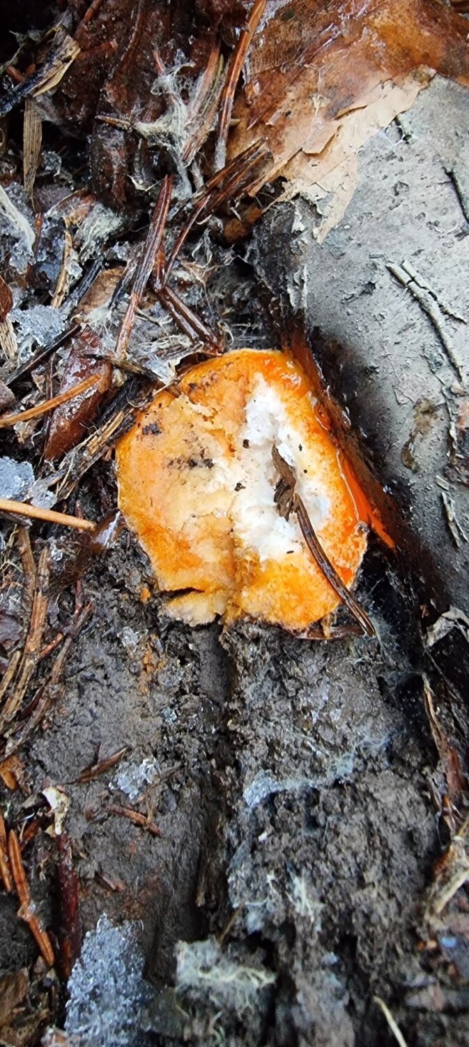 Sezon na grzyby 2022 zakończony, ale w lasach nadal można znaleźć rydze, a nawet prawdziwki. Śnieg i mróz im nie przeszkadza. Zobacz zdjęcia