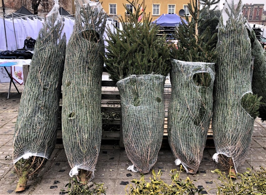Ile kosztuje żywa choinka przed świętami? Ceny świątecznych drzewek w Lesznie w 2022 roku