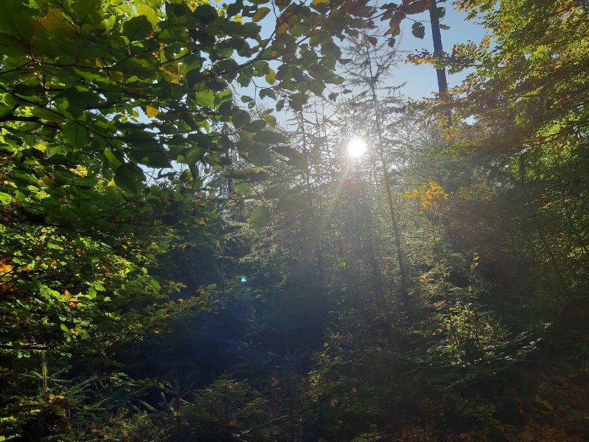 Jesień w lasach powiatu gdańskiego