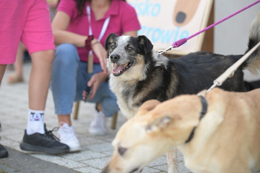 Podczas pikniku pod Grudziądzem promowano adopcję psów [zdjęcia, wideo]