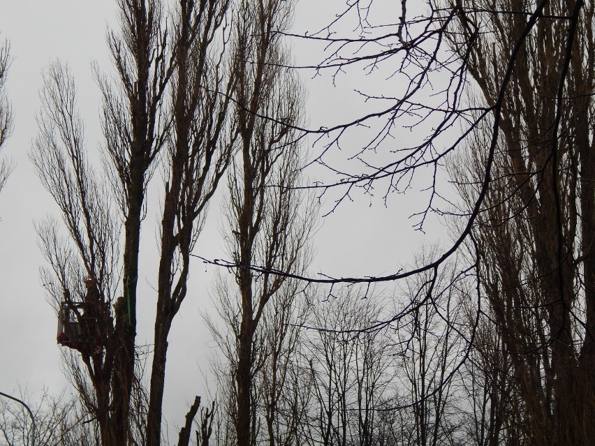 W Ustce przy ulicy Wróblewskiego trwa wycinka drzew topoli [ZDJĘCIA]