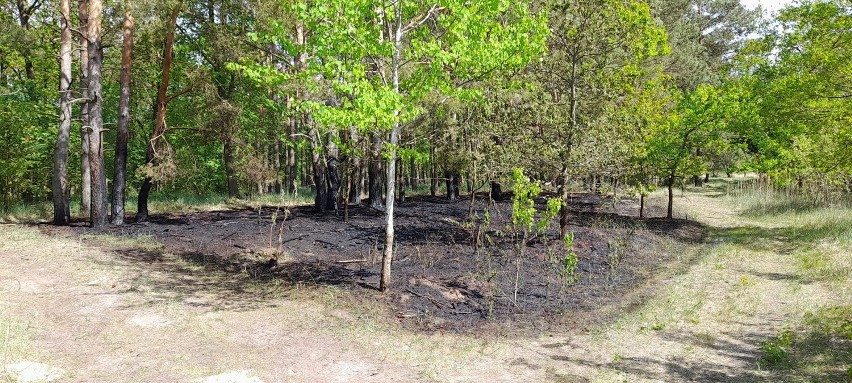 Strażacy OSP Uniejów gasili pożar poszycia leśnego. Nie była to jedyna akcja z ich udziałem w ostatnich dniach ZDJĘCIA