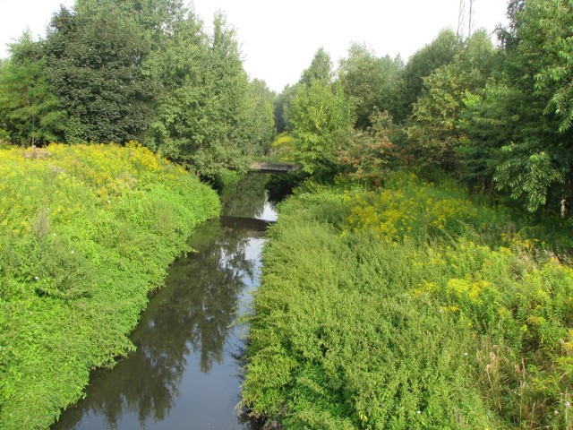 Rzeka Szarlejka w Radzionkowie