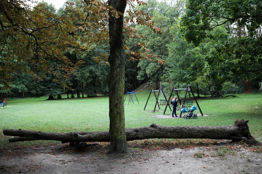 Kraków. Zabytkowy park Bednarskiego do remontu. Aktywiści alarmują: "wycięto już kilkaset drzew"
