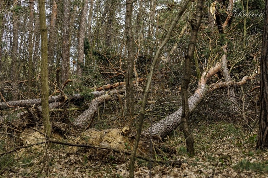 Zniszczenia w lesie w Nowym Ciechocinku