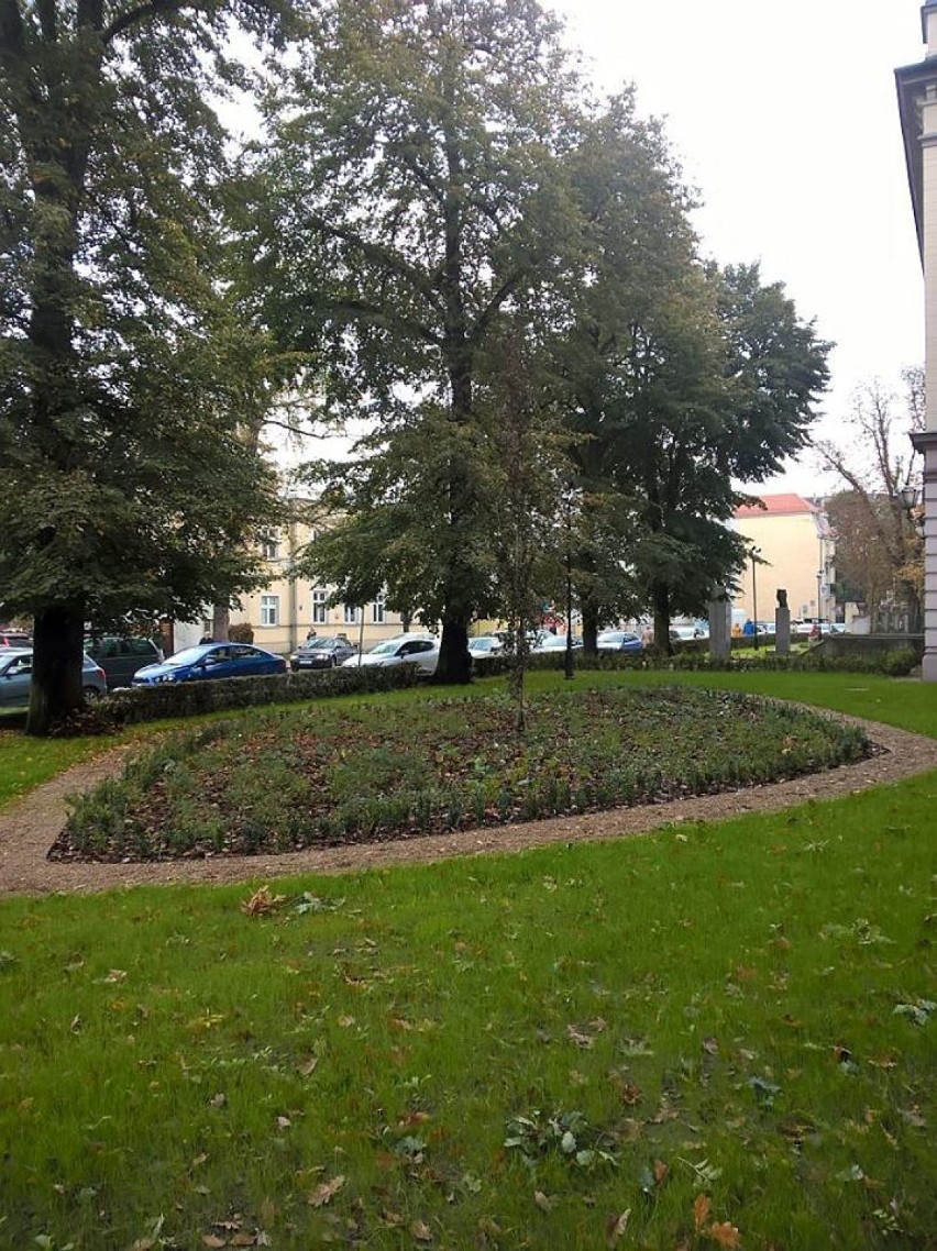 III Liceum Ogólnokształcące w Kaliszu ma swoją zieloną wyspę