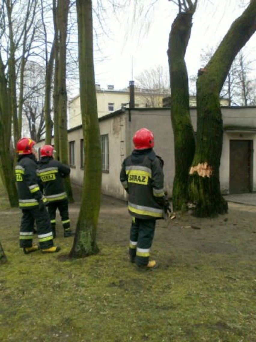 Wiatr w Zduńskiej Woli nie odpuszcza, strażacy musieli ściąć drzewo