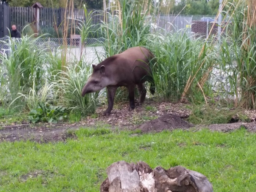 Zamojskie zoo ma kolejnego lokatora. To sympatyczny tapir