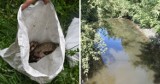 Śnięte ryby w Przemszy - trwa akcja uprzątania koryta rzeki. Zobacz ZDJĘCIA. Dlaczego do tego doszło?