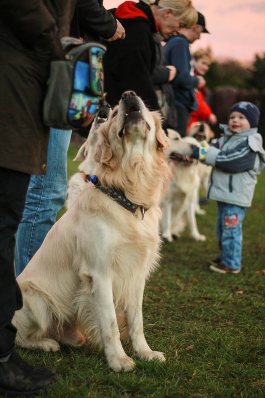 22 finał WOŚP w Poznaniu: Golden retrievery w tym roku też będą kwestować [ZDJĘCIA]