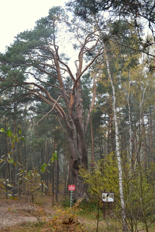 Jej pokr&oacute;j nie jest typowy dla sosny. Wielokrotnie rozwidlony pień jest sosnowym wynaturzeniem. Może drzewo mocno ucierpiało w młodości. fot. Robert Grzeszczyk