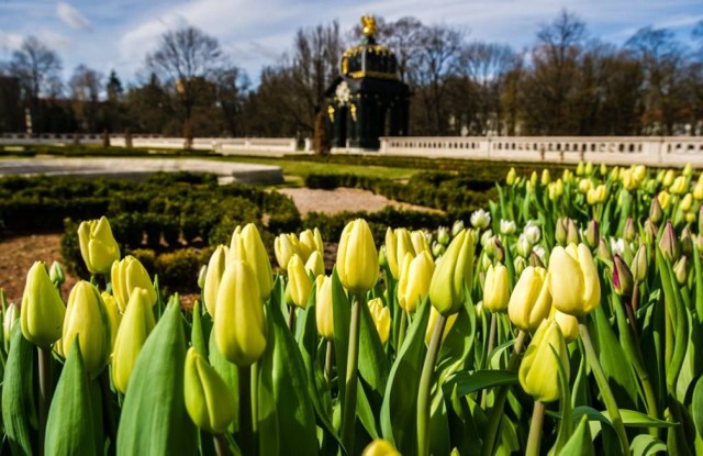 Różnokolorowe tulipany, bratki, krokusy, narcyzy czy szafirki będą zdobiły Białystok w sezonie wiosenny. W Salonie Ogrodowym Pałacu Branickich można będzie podziwiać np. narcyzy oraz tulipany.