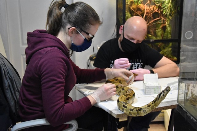 Uczniowie Technikum Weterynarii przy Zespole Szkół Informatycznych w Słupsku włączyli się w akcję pomocy boa dusicielowi - wężowi, który po koszmarnych doświadczeniach wymaga długiego leczenia