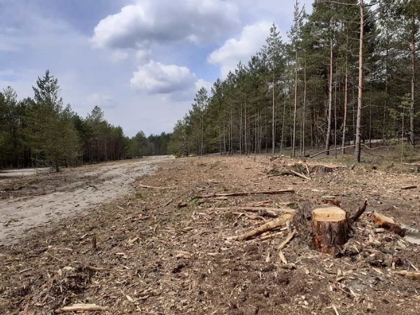 W drodze na Pustynię Błędowską pojawiły się wycięte drzewa....