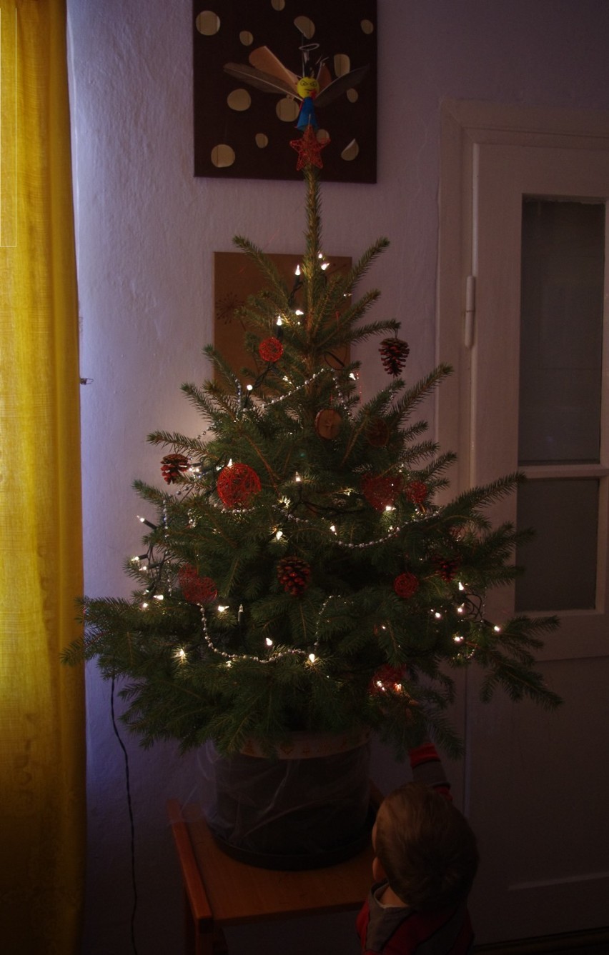 Drzewka świąteczne w naszych domach. Choinka Joanny