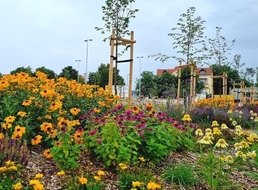 Pleszew. Park kieszonkowy w Pleszewie zachwyca kolorami i...