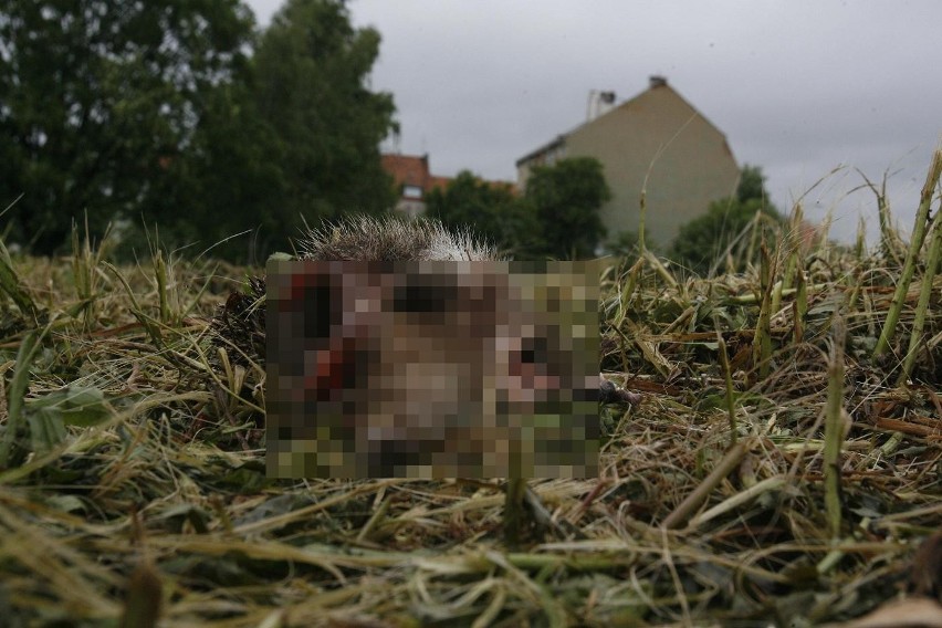 Na terenach inwestycyjnych w Legnicy podczas koszenia trawy zabito zwierzęta objęte ochroną