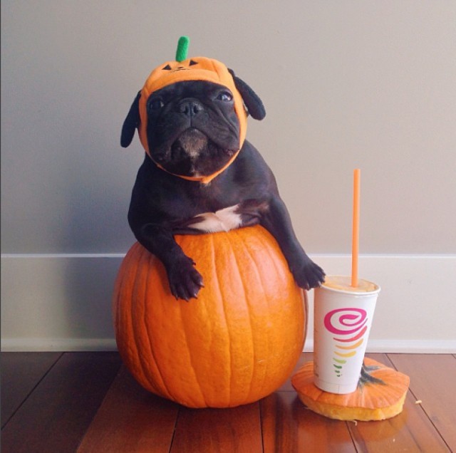     I love pumpkins so much I turned into one.  #JambaJuice #LiveFruitfully #Halloween #sponsored Zdjęcie zamieszczone przez użytkownika Trotter (@trotterpup) 31 Paź, 2013 o 5:40 PDT
