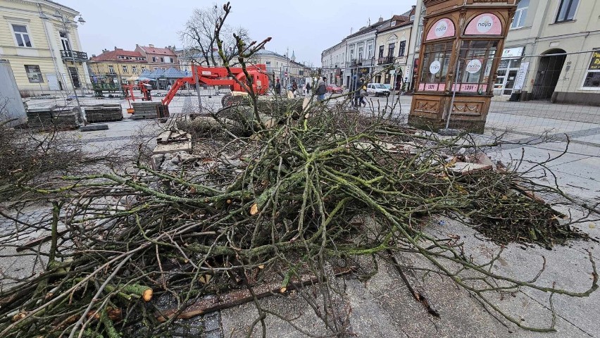Dorodne drzewo wycięte na rynku w Kielcach