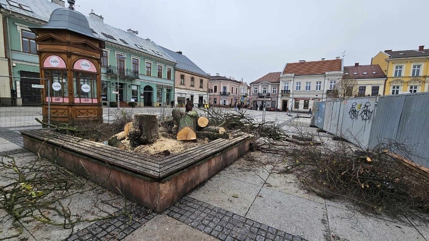 Dorodne drzewo wycięte na rynku w Kielcach
