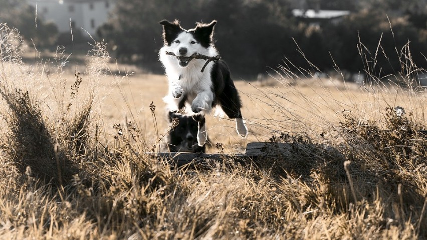 W Jastrzębiu powstaje park rekreacyjno-treningowy dla psów