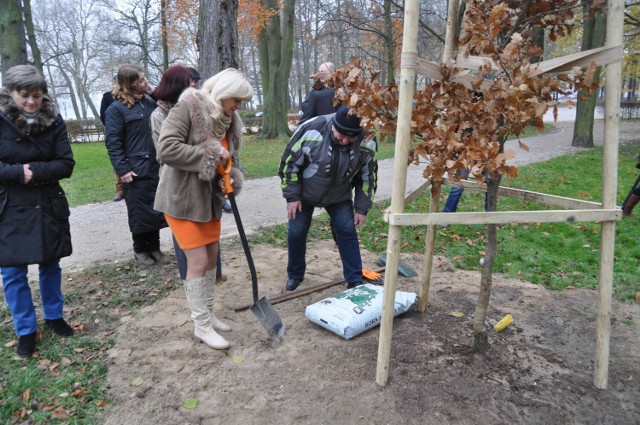 Rok 2012, bliscy Mieczysława Karamuckiego sadzą dąb w szczecineckim parku