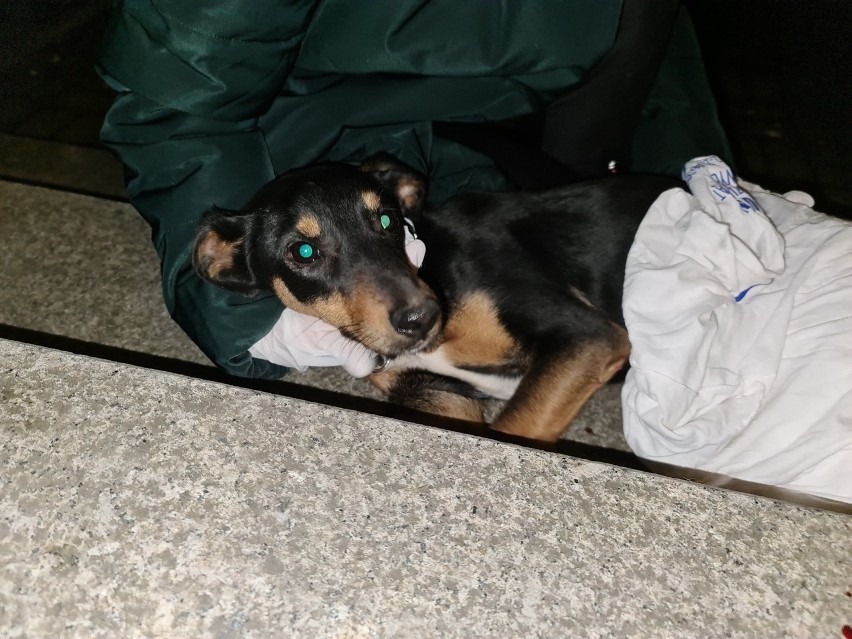 Pies wyrzucony przez okno trafił pod opiekę wrocławskiej...