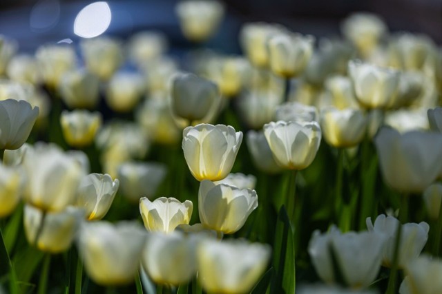 Bielsko-Biała rozkwitło jednymi z najpiękniejszych wiosennych symboli – tulipanami.

Zobacz kolejne zdjęcia. Przesuwaj zdjęcia w prawo - naciśnij strzałkę lub przycisk NASTĘPNE