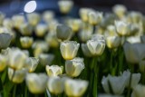 Tysiące pięknych tulipanów w Bielsku-Białej. Wiosna w mieście rozkwitła kolorami. Zobaczcie ZDJĘCIA