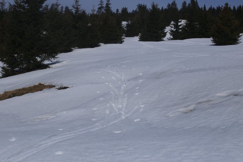 W Beskidach jeszcze biało, widać nawet Tatry! Groźny wypadek na Pilsku