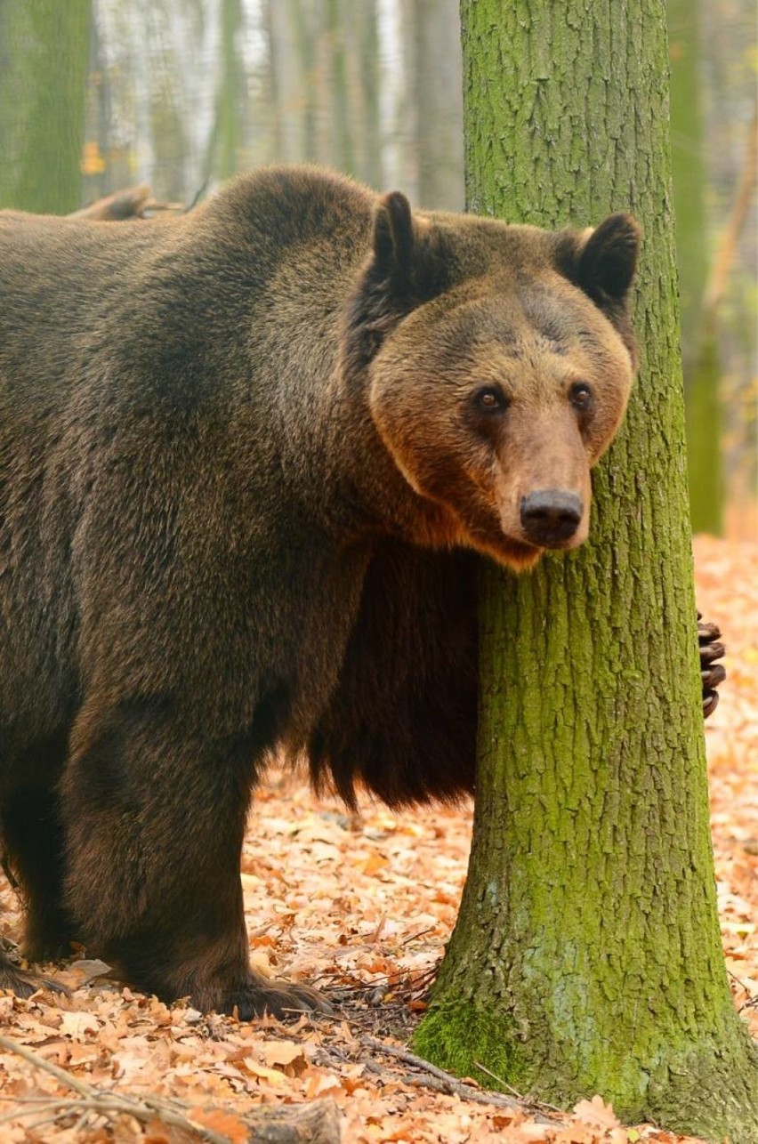 Niedźwiedź w Beskidach. Widziano go w masywie Skrzycznego