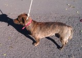 Straż miejska Jelenia Góra: Strażnicy uratowali zagłodzonego psa