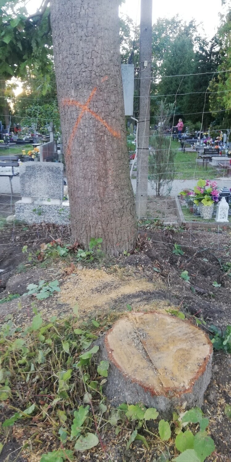 Trwa wycinka drzew przy Starym Cmentarzu w Pruszczu Gdańskim. Co na to mieszkańcy miasta?