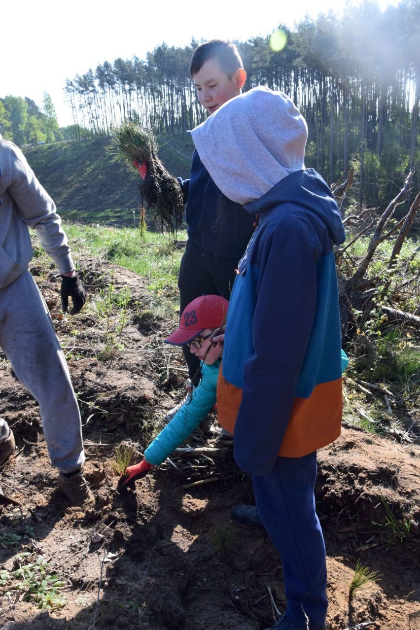 Uczniowie Szkoły Podstawowej w Sierakowie odnawiali las w Śremie