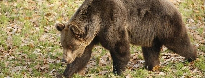 Poznań - Nowe Zoo stworzy azyl dla niedźwiedzi