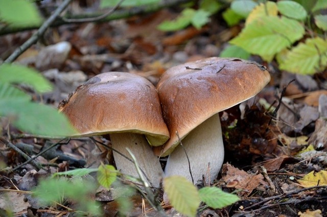 Pstryknij grzyba - wciąż napływają zdjęcia kolejnych kandydatów