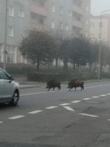 Truchtem przez Piłę czyli dziki poranek w obiektywie Andrzeja Oseska [ZDJĘCIA]