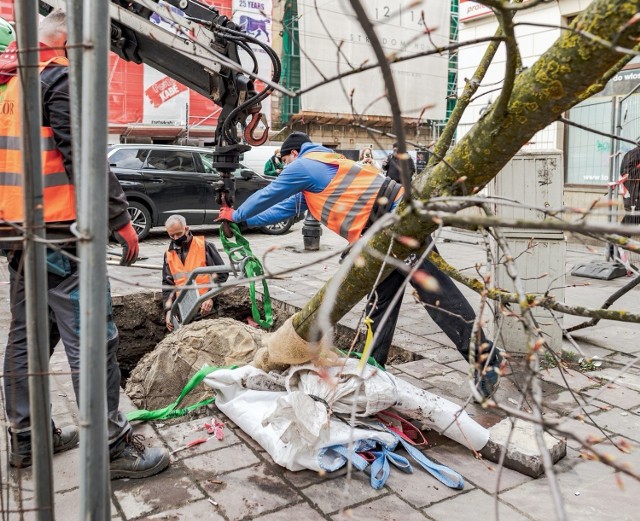 Sadzenie dużego klona na ulicy Stradomskiej