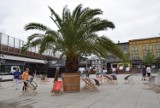 Nowy rynek w Chorzowie otwarty! Jest palma, fontanna, przeszklone pawilony i scena [ZDJĘCIA]