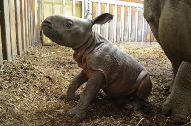 To nowy mieszkaniec Warszawy. W ZOO urodził się nosorożec pancerny. Ciąża matki trwała aż 472 dni [ZDJĘCIA]