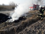Plaga pożarów traw w całym regionie! Straż wyjeżdżała do zgłoszeń w Skokach, Gołańczy, Rogoźnie [GALERIA ZDJĘĆ]