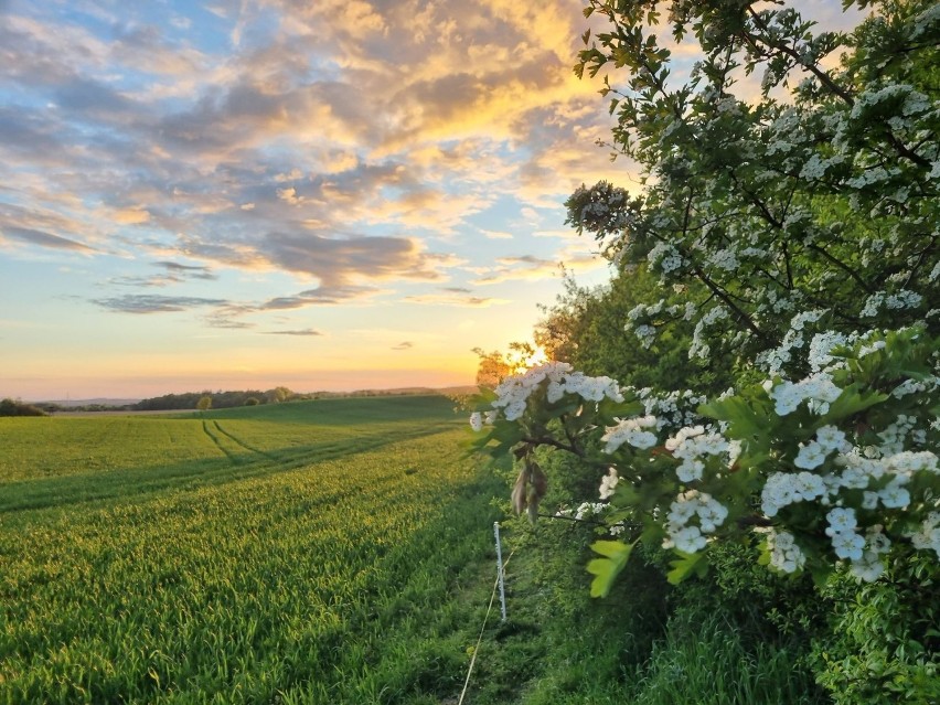 Piękne, sielskie widoki, zielone pola i lasy, magiczne...