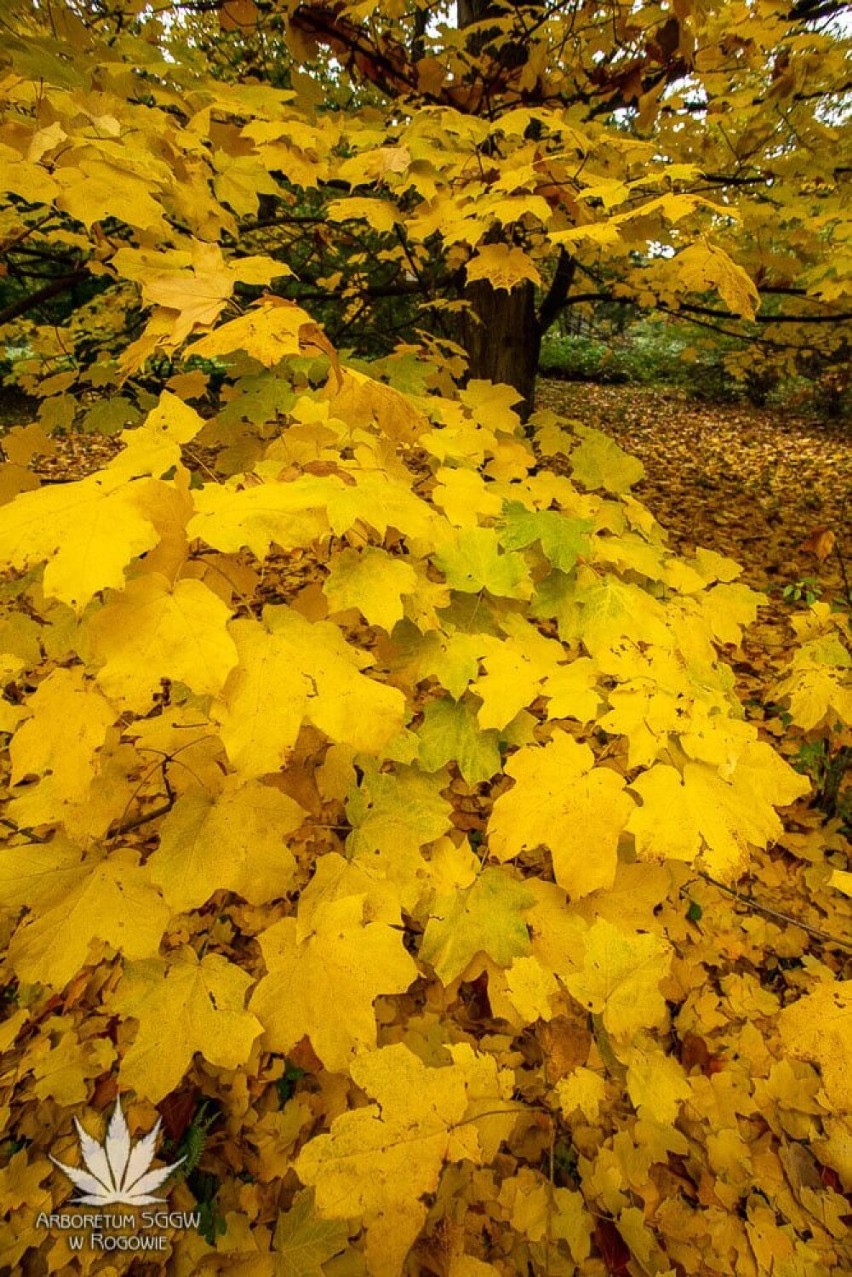 Jesienny wypad w Łódzkiem. Najpiękniejsze widoki są teraz w Arboretum w Rogowie [ZDJĘCIA]