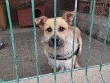 Do gorzowskiego schroniska trafiły psy z znanego z okropnych warunków schroniska w Radysach. Teraz czekają na nowy dom
