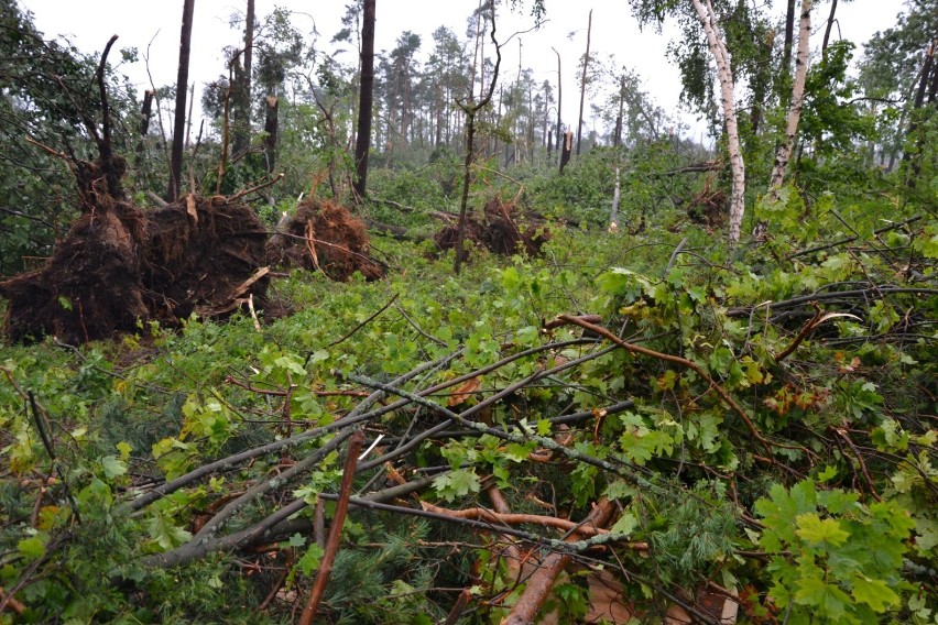 Nadleśnictwo Czersk udostępniło lasy niedostępne dla osób postronnych od nawałnicy z 11 sierpnia 2017