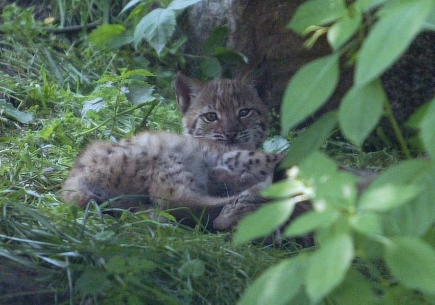 Borek i Leśnica - imiona dla małych rysi z wrocławskiego zoo